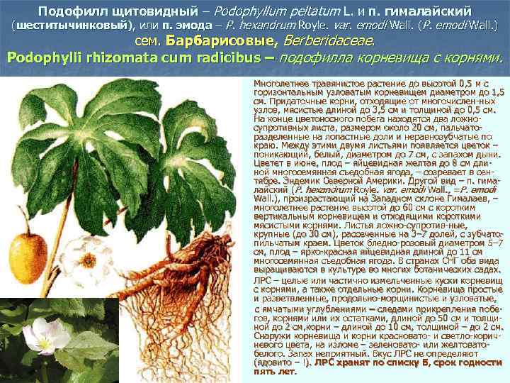 Подофилл щитовидный – Podophyllum peltatum L. и п. гималайский (шеститычинковый), или п. эмода –