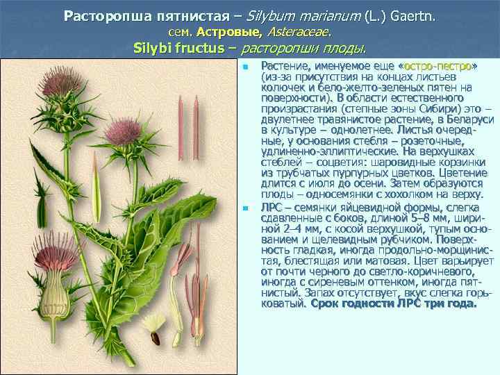 Расторопша пятнистая – Silybum marianum (L. ) Gaertn. сем. Астровые, Asteraceae. Silybi fructus –