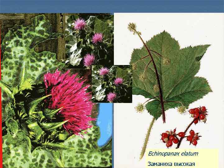 Echinopanax elatum Заманиха высокая 