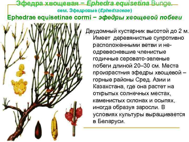 Эфедра хвощевая − Ephedra equisetina Bunge. сем. Эфедровые (Ephedrасеае) Ephedrae equisetinae сormi − эфедры