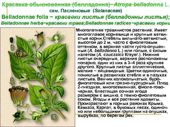 Красавка обыкновенная (белладонна)−Аtrора belladonna L. сем. Паcленовые (Sоlanасеае) Belladonnae foliа − красавки листья (белладонны