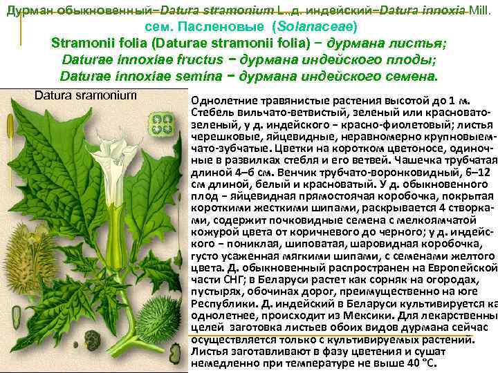 Дурман обыкновенный−Datura stramonium L. , д. индейский−Datura innoxia Мill. сем. Пасленовые (Solanaceae) Stramonii folia