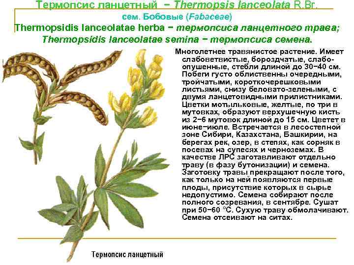 Термопсис ланцетный − Тhermopsis lаnсеоlata R. Вr. cем. Бобовые (Fabaсеае) Тhermopsidis lаnсеоlatae hеrbа −