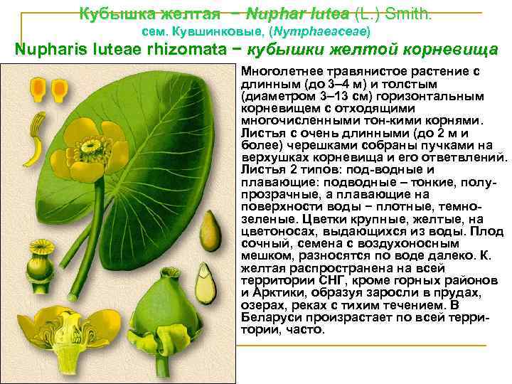 Кубышка желтая − Nuphar lutea (L. ) Smith. cем. Кувшинковые, (Nymphaeaceae) Nupharis lutеае rhizomata