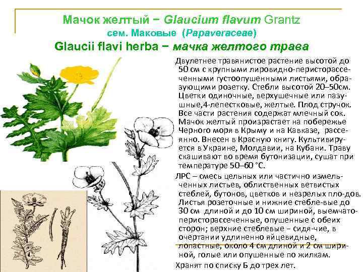 Мачок желтый − Glaucium flavum Grantz сем. Маковые (Рараvеrасеае) Glaucii flavi herba − мачка