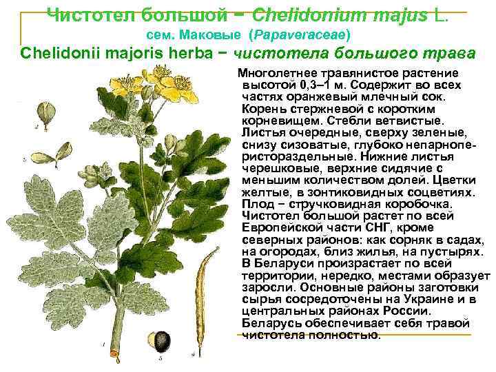 Чистотел большой − Сhelidonium majus L. сем. Маковые (Рараvеrасеае) Сhelidonii majoris hеrbа − чистотела