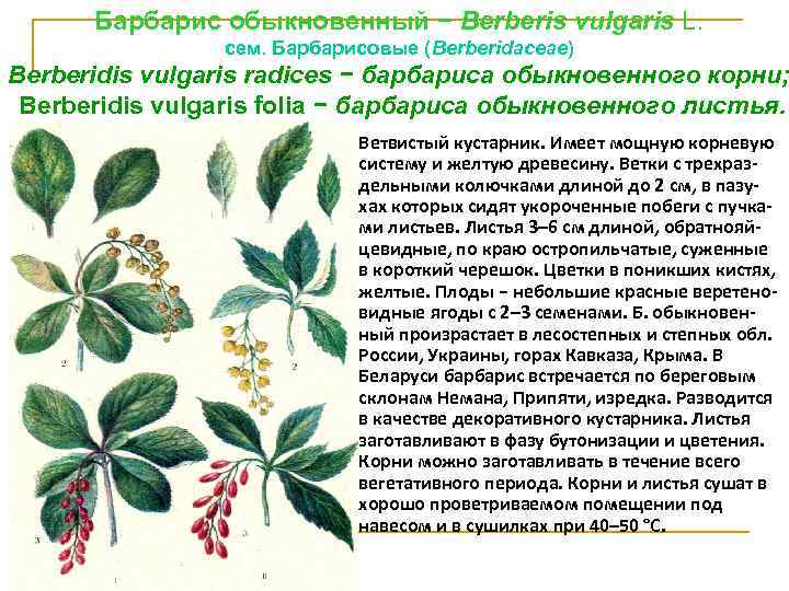 Барбарис обыкновенный − Berberis vulgaris L. cем. Барбарисовые (Веrbеridасеае) Berberidis vulgaris radices − барбариса