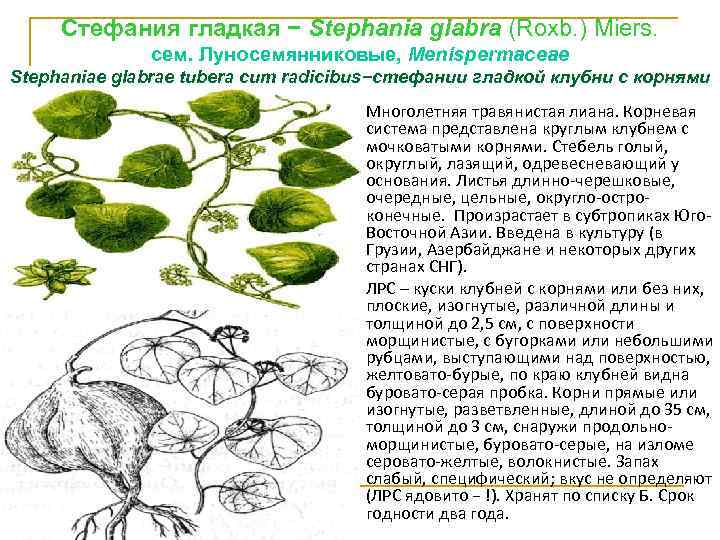 Стефания гладкая − Stephania glabra (Roxb. ) Miers. сем. Луносемянниковые, Меnisреrmасеае Stephaniae glabrae tubera