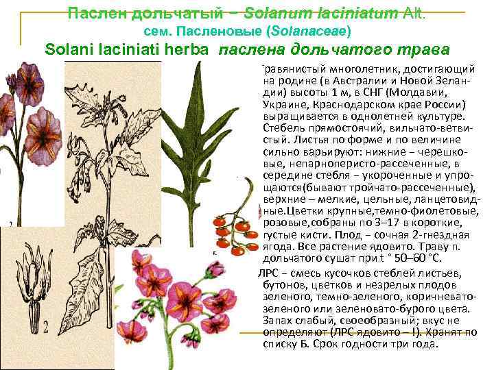 Паслен дольчатый − Sоlаnum laciniatum Alt. cем. Пасленовые (Sоlаnасеае) Sоlаni lасiniаti hеrba паслена дольчатого