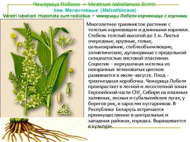 Чемерица Лобеля − Veratrum lobelianum Bernh. сем. Мелантиевые (Melanthiасеае) Veratri lobeliani rhizomata cum radicibus