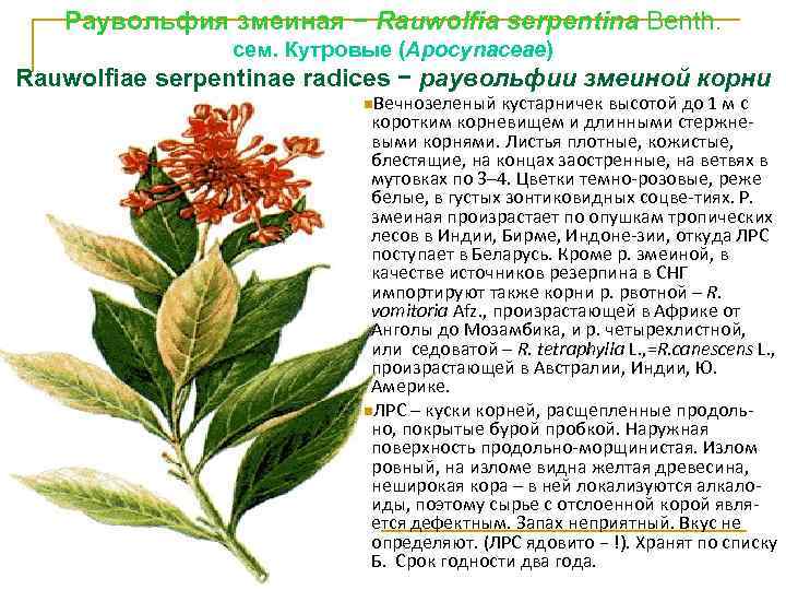 Раувольфия змеиная − Rauwolfia sеrpentina Benth. cем. Кутровые (Аросуnасеае) Rauwolfiae sеrpentinae radices − раувольфии