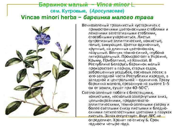 Барвинок малый − Vinса minor L. сем. Кутровые, (Apocynaceae) Vinсае minori hеrbа − барвинка