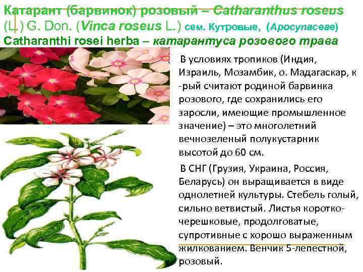 Катарант (барвинок) розовый – Catharanthus roseus (L. ) G. Don. (Vinса roseus L. )