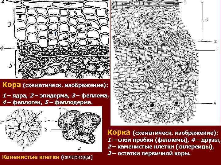 1 Кора (схематическ. изображение): 1 – ядра, 2 – эпидерма, 3 – феллема, 4