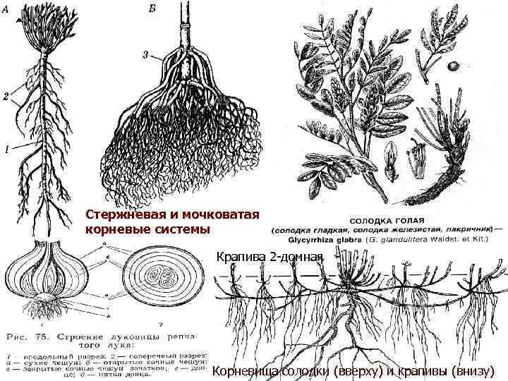 Стержневая и мочковатая корневые системы Крапива 2 -домная Корневища солодки (вверху) и крапивы (внизу)