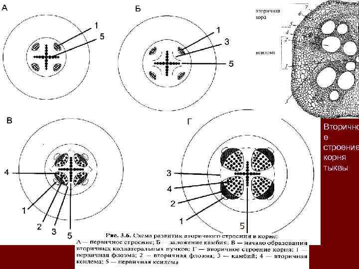 Вторично е строение корня тыквы 5 