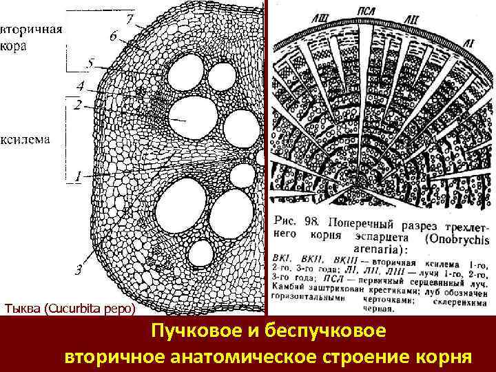 Тыква (Cucurbita pepo) Пучковое и беспучковое вторичное анатомическое строение корня 