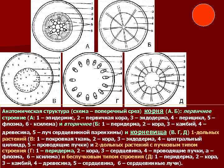 Б А В В Г Д Д Д Анатомическая структура (схема – поперечный срез)