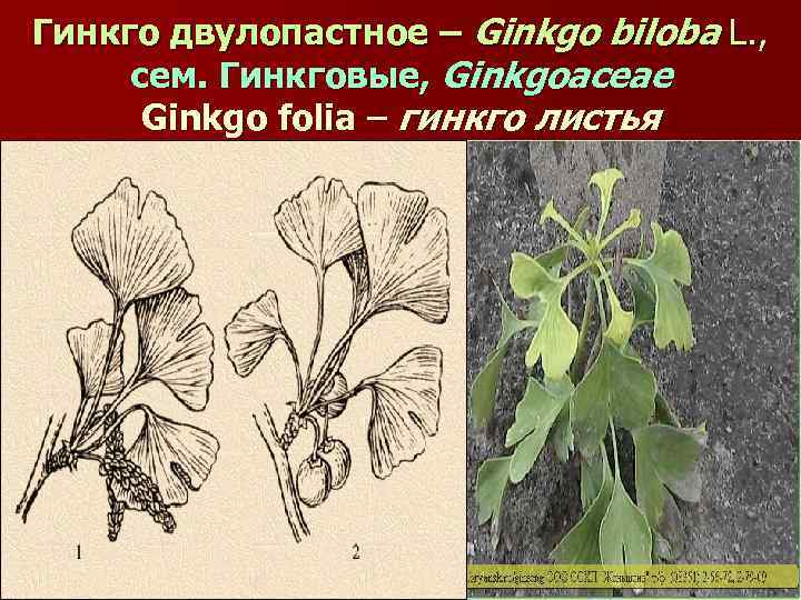 Гинкго двулопастное – Ginkgo biloba L. , сем. Гинкговые, Ginkgoaceae Ginkgo folia – гинкго