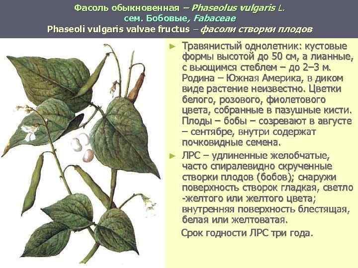 Фасоль обыкновенная – Phaseolus vulgaris L. сем. Бобовые, Fabaceae Phaseoli vulgaris valvae fructus –