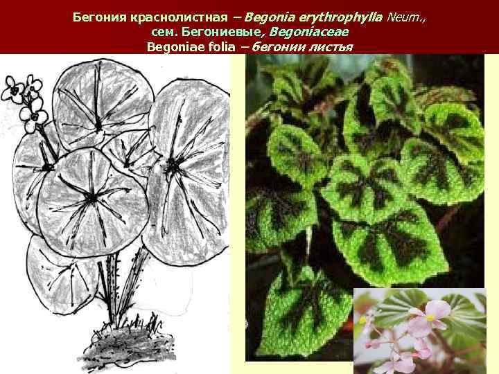 Бегония краснолистная – Begonia erythrophylla Neum. , сем. Бегониевые, Begoniaceae Begoniae folia – бегонии