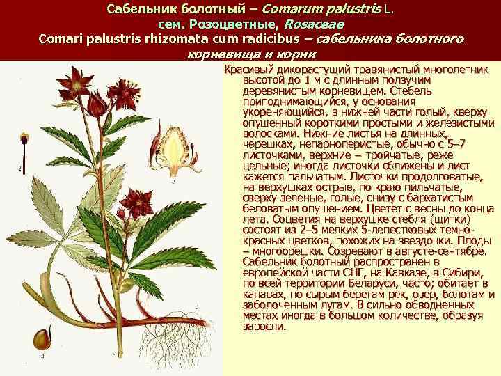 Сабельник болотный – Comarum palustris L. сем. Розоцветные, Rosaceae Comari palustris rhizomata cum radicibus
