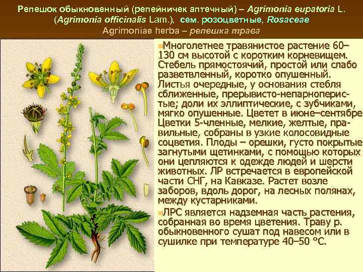 Репешок обыкновенный (репейничек аптечный) – Agrimonia eupatoria L. (Agrimonia officinalis Lam. ), сем. розоцветные,