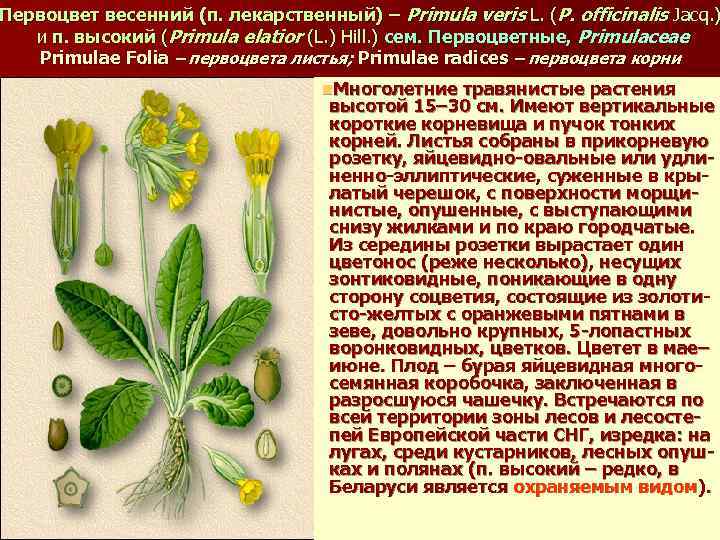 Первоцвет весенний (п. лекарственный) – Primula veris L. (P. officinalis Jacq. ) и п.
