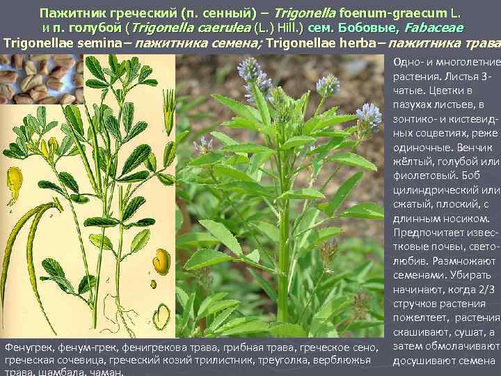 Пажитник греческий (п. сенный) – Trigonella foenum-graecum L. и п. голубой (Trigonella caerulea (L.