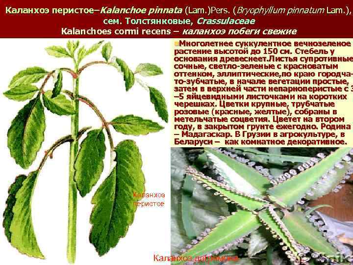 Каланхоэ перистое–Kalanchoe pinnata (Lam. )Pers. (Bryophyllum pinnatum Lam. ), сем. Толстянковые, Crassulaceae Kalanchoes сormi