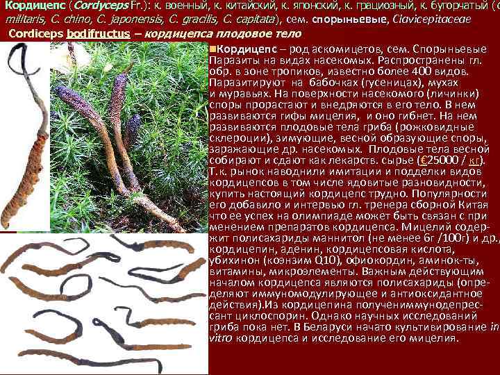 Кордицепс (Cordyceps Fr. ): к. военный, к. китайский, к. японский, к. грациозный, к. бугорчатый