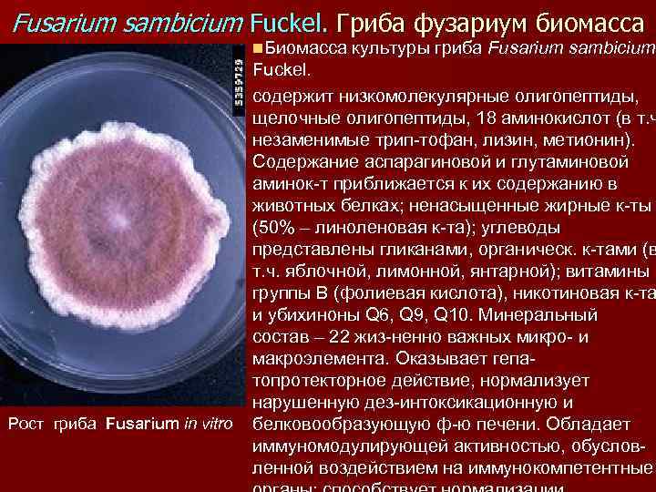 Fusarium sambicium Fuckel. Гриба фузариум биомасса n. Биомасса культуры гриба Fusarium sambicium Рост гриба