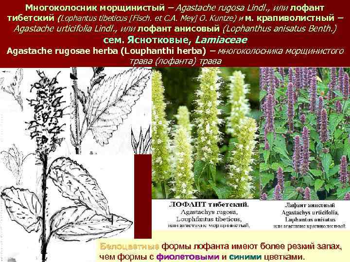 Многоколосник морщинистый – Agastache rugosa Lindl. , или лофант тибетский (Lophantus tibeticus [Fisch. et