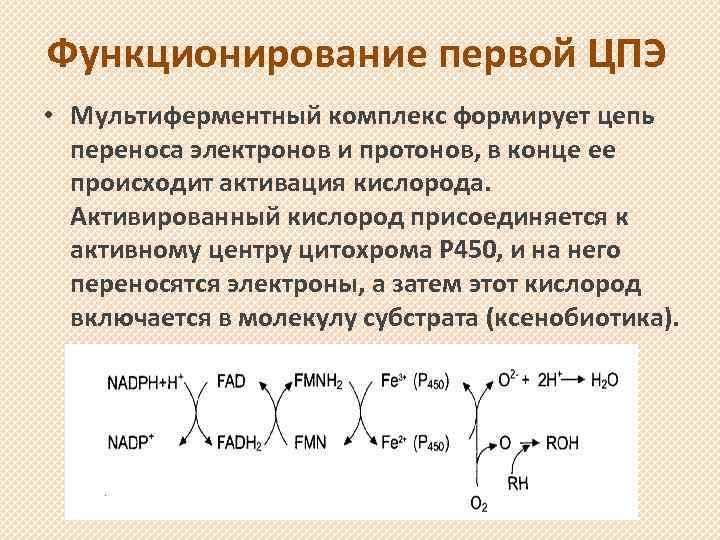 Функционирование первой ЦПЭ • Мультиферментный комплекс формирует цепь переноса электронов и протонов, в конце