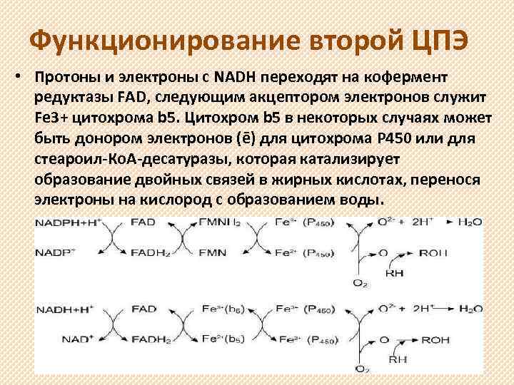 Функционирование второй ЦПЭ • Протоны и электроны с NADH переходят на кофермент редуктазы FAD,