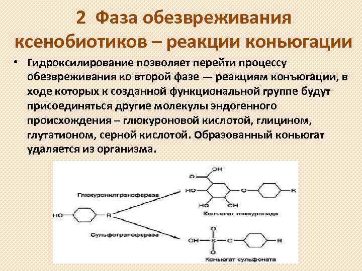 2 Фаза обезвреживания ксенобиотиков – реакции коньюгации • Гидроксилирование позволяет перейти процессу обезвреживания ко