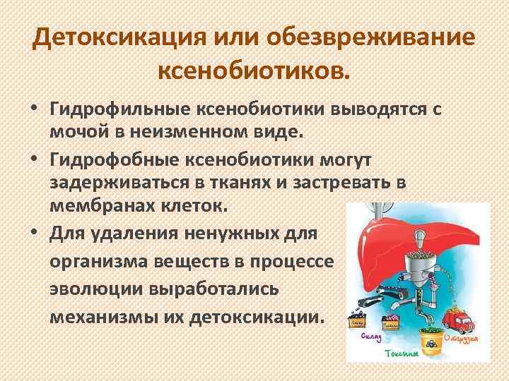 Детоксикация или обезвреживание ксенобиотиков. • Гидрофильные ксенобиотики выводятся с мочой в неизменном виде. •