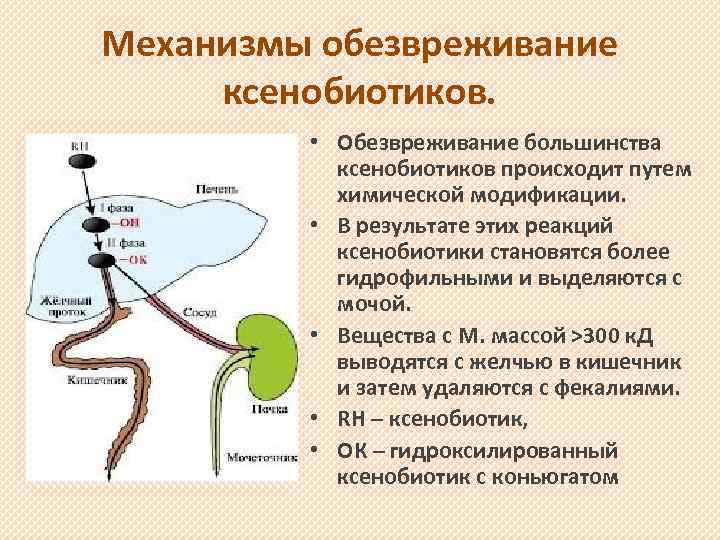 Механизмы обезвреживание ксенобиотиков. • Обезвреживание большинства ксенобиотиков происходит путем химической модификации. • В результате