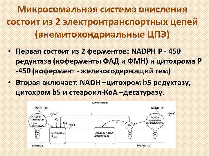 Микросомальная система окисления состоит из 2 электронтранспортных цепей (внемитохондриальные ЦПЭ) • Первая состоит из