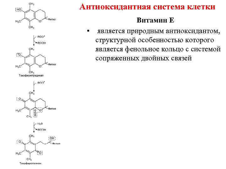 Антиоксидантная система клетки Витамин Е • является природным антиоксидантом, структурной особенностью которого является фенольное