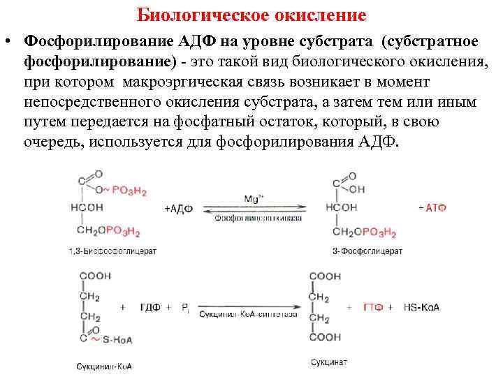 Биологическое окисление • Фосфорилирование АДФ на уровне субстрата (субстратное фосфорилирование) - это такой вид