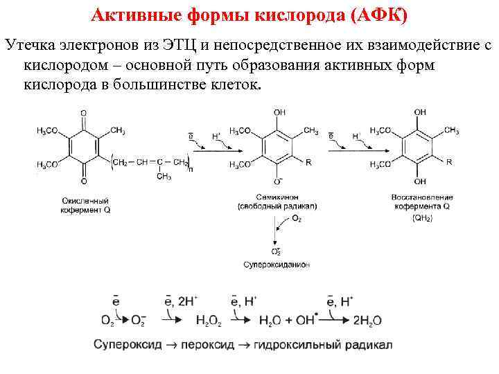 Активные формы кислорода (АФК) Утечка электронов из ЭТЦ и непосредственное их взаимодействие с кислородом