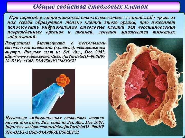 Общие свойства стволовых клеток При пересадке эмбриональных стволовых клеток в какой-либо орган из них