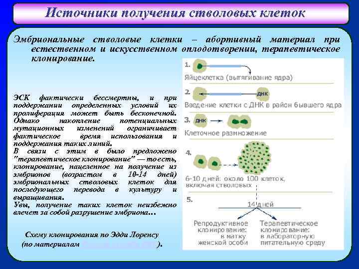 Источники получения стволовых клеток Эмбриональные стволовые клетки – абортивный материал при естественном и искусственном