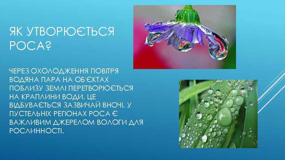 ЯК УТВОРЮЄТЬСЯ РОСА? ЧЕРЕЗ ОХОЛОДЖЕННЯ ПОВІТРЯ ВОДЯНА ПАРА НА ОБ'ЄКТАХ ПОБЛИЗУ ЗЕМЛІ ПЕРЕТВОРЮЄТЬСЯ НА