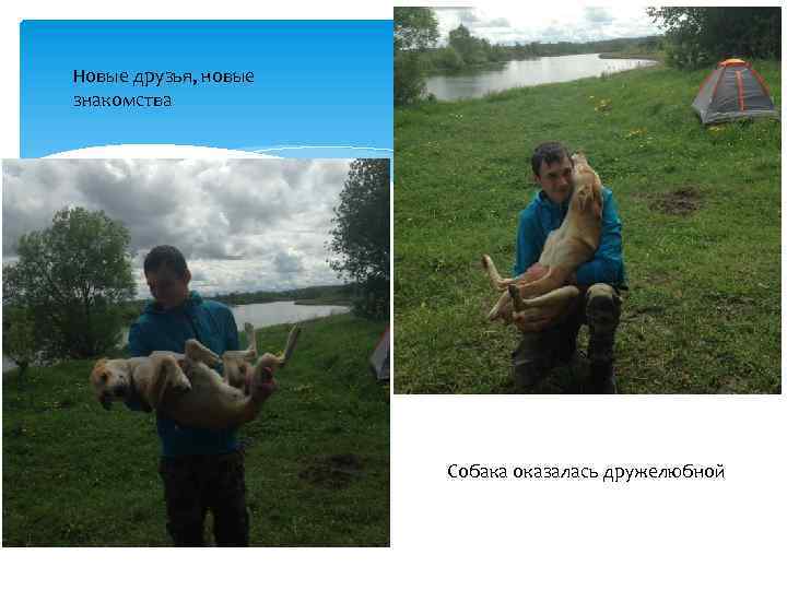 Новые друзья, новые знакомства Собака оказалась дружелюбной 
