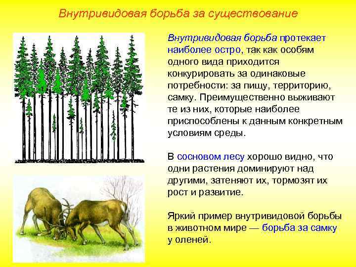 Внутривидовая борьба за существование Внутривидовая борьба протекает наиболее остро, так как особям одного вида