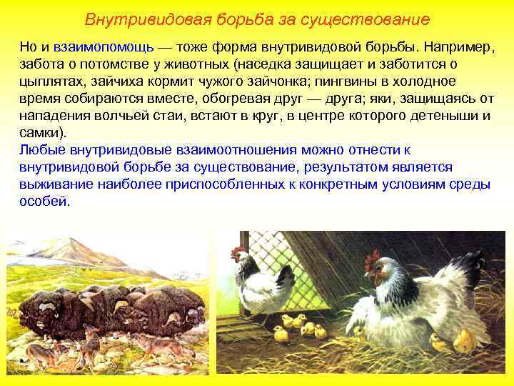 Внутривидовая борьба за существование Но и взаимопомощь — тоже форма внутривидовой борьбы. Например, забота