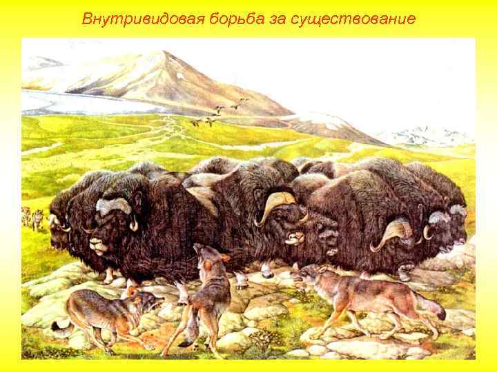 Внутривидовая борьба за существование 