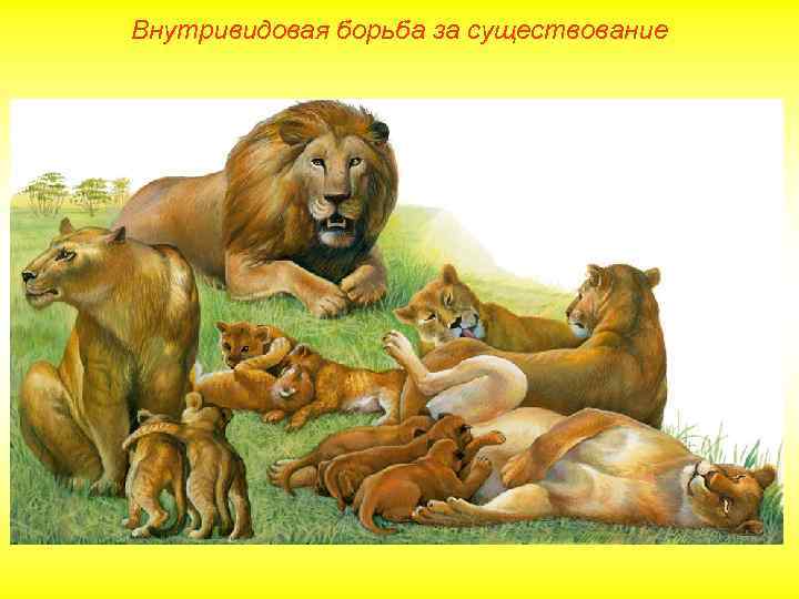 Внутривидовая борьба за существование 
